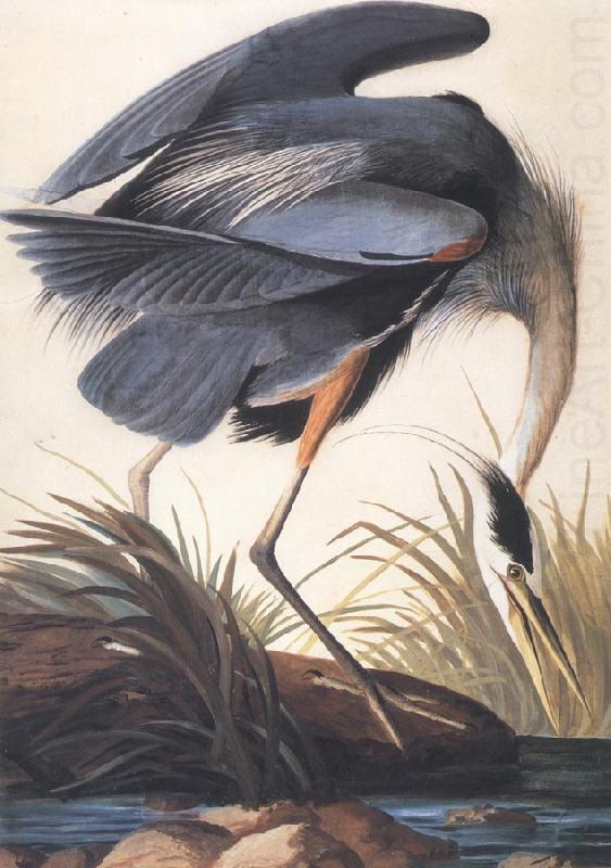 John James Audubon Great Blue Heron china oil painting image